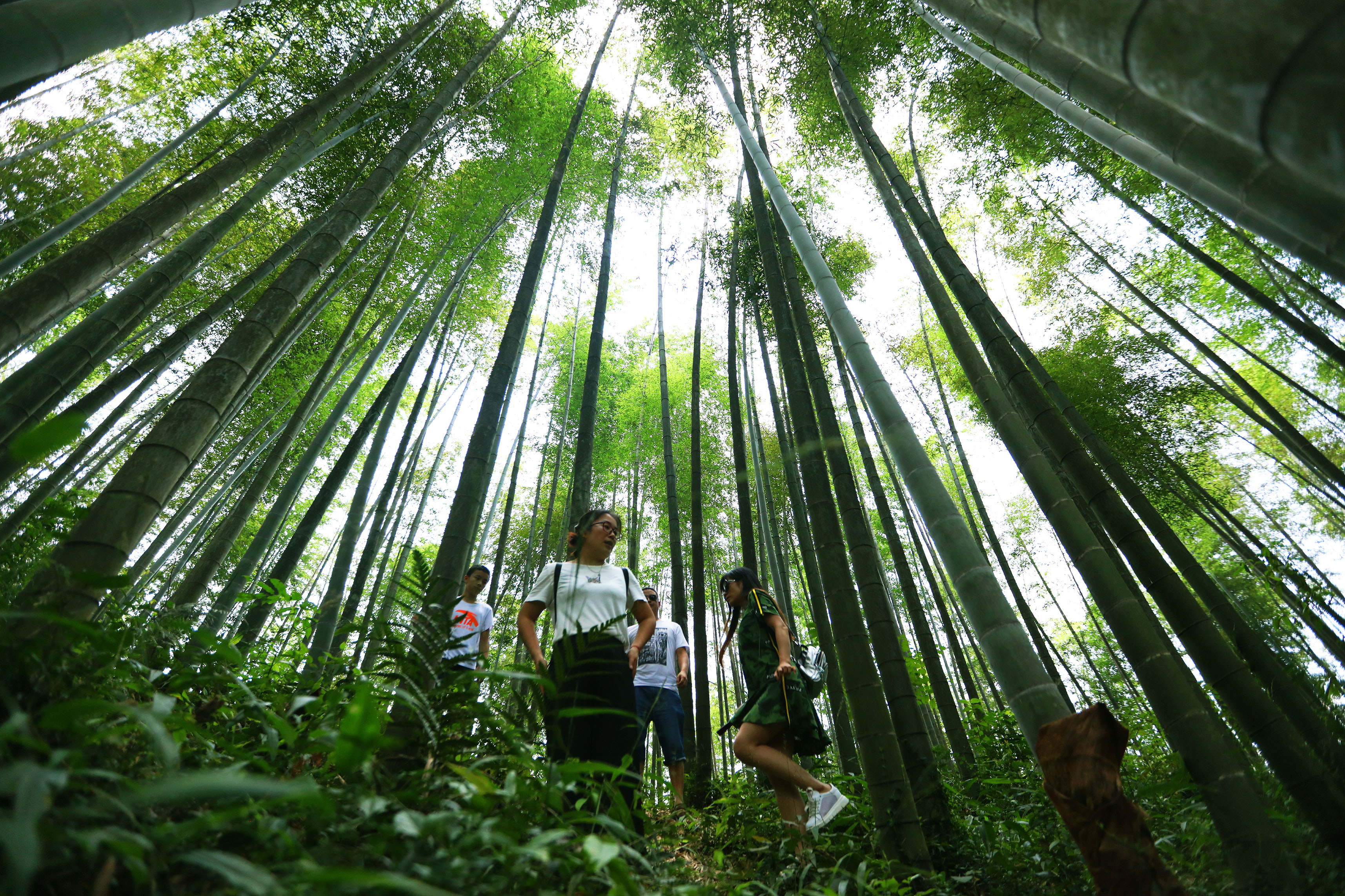 贵州赤水竹海醉游人(1)