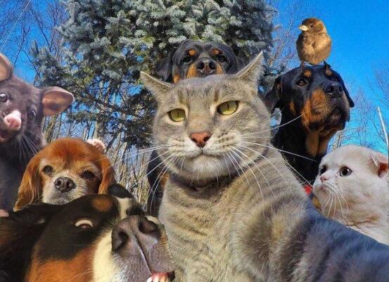 动物也会自拍哦,这些动物表情包记得收藏!