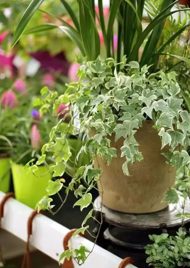 卫生间有"臭味",这3种绿植,堪比空气净化器,有效去除异味