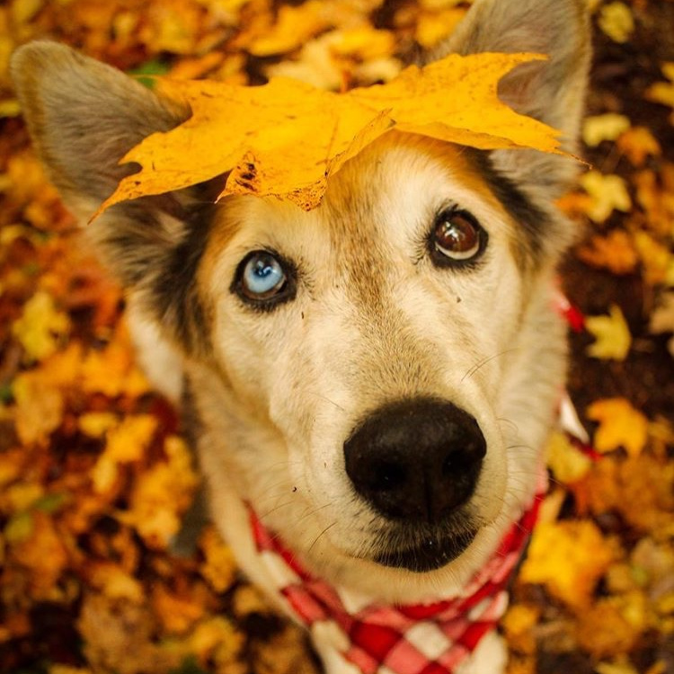 小法斗宠物店游泳溺亡?哪些狗狗不适合游泳