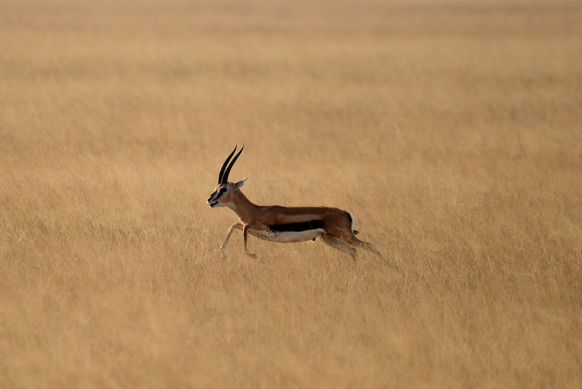 高原精灵,奔跑的羚羊.#动物趣图