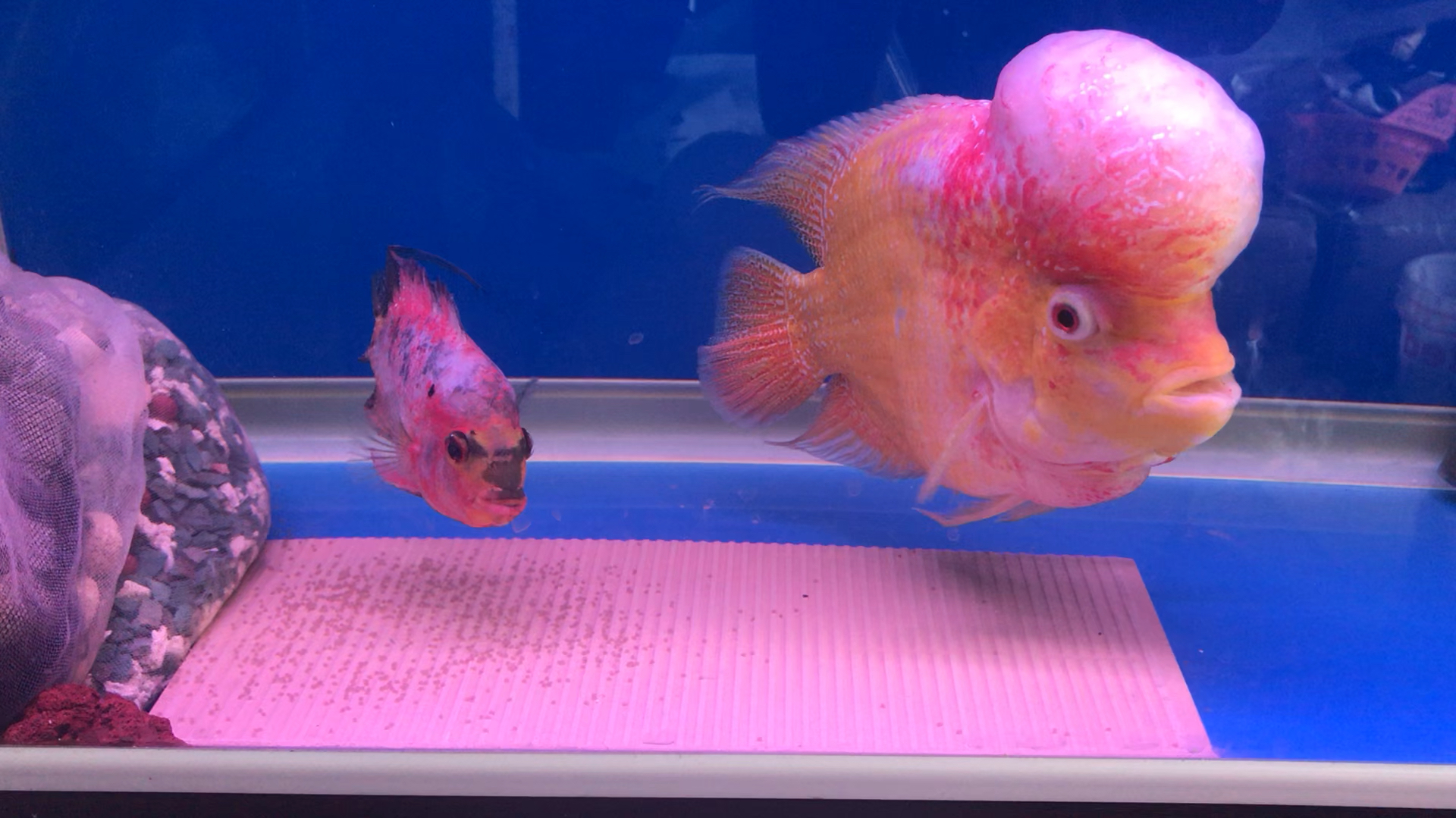 繁殖出罗汉鱼苗啦几百条大约