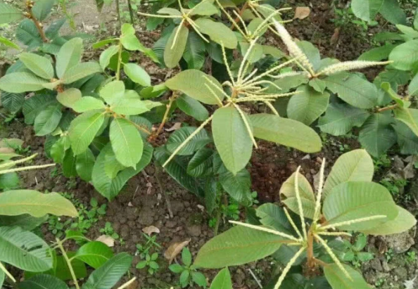 云南大山中的"风流果"农户用它泡酒喝妙用高,城里人见过吗