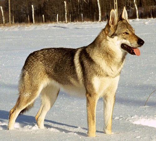 荷兰狼犬图片