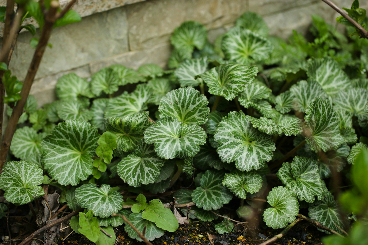农村一种野草,人称"金线吊芙蓉",城里一斤15元,遇到请带走