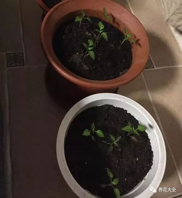 阳台种五彩椒,熊孩子以为是樱桃,竟然给偷走了!