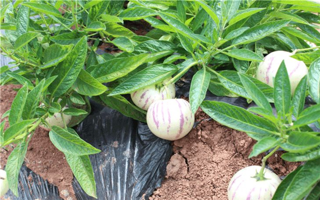 人参果 - 优质问答专区