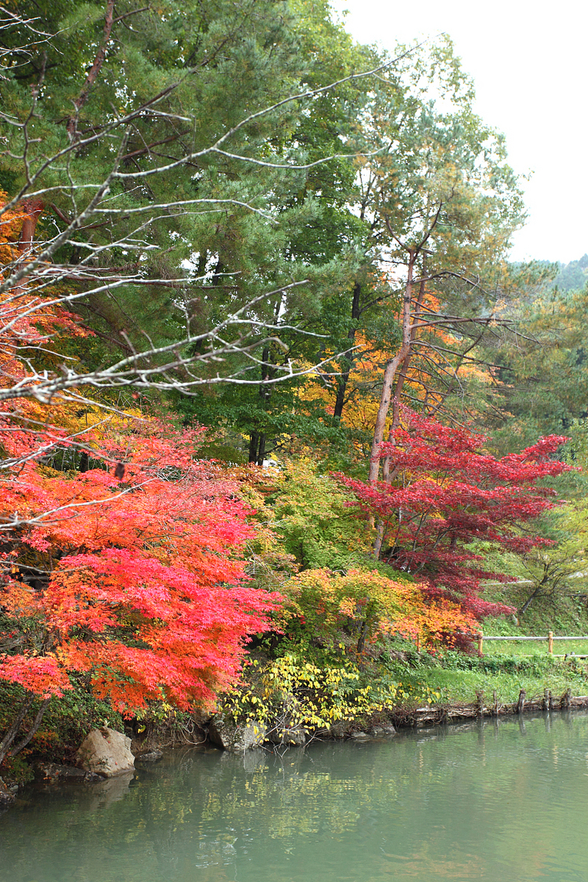 镜头里的春天#  春日奇缘:蛟河红叶谷的绿色诗篇  春天的脚步悄然
