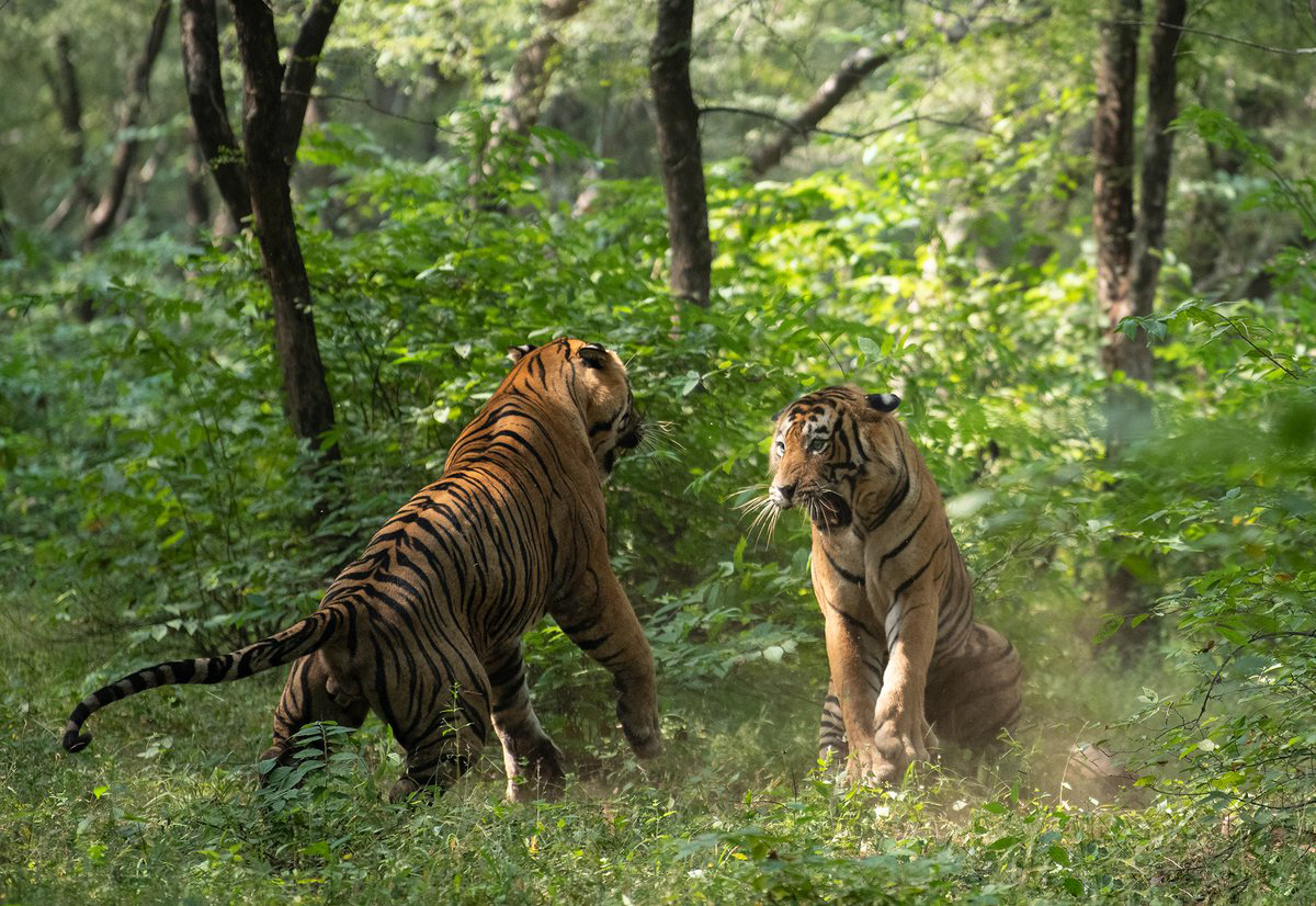 老虎生娃前后的行为变化,揭露了母虎的"单亲妈妈"生活