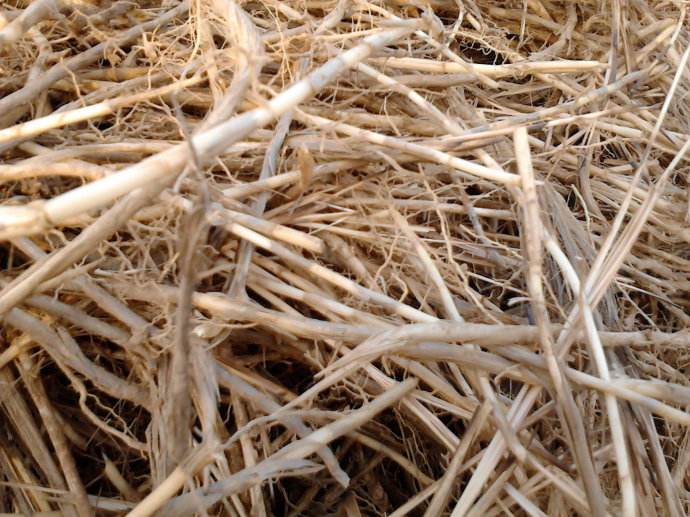 农村80后集体野味记忆,那些年我们吃过的野菜,肯定有一张你认识