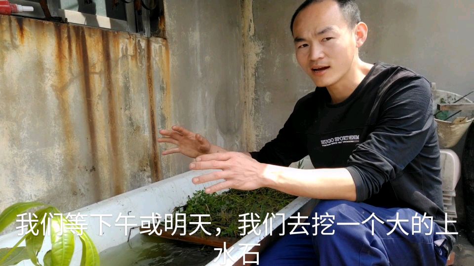 房顶改造第一天,废旧浴缸回收再利用,放入水草当作养鱼池