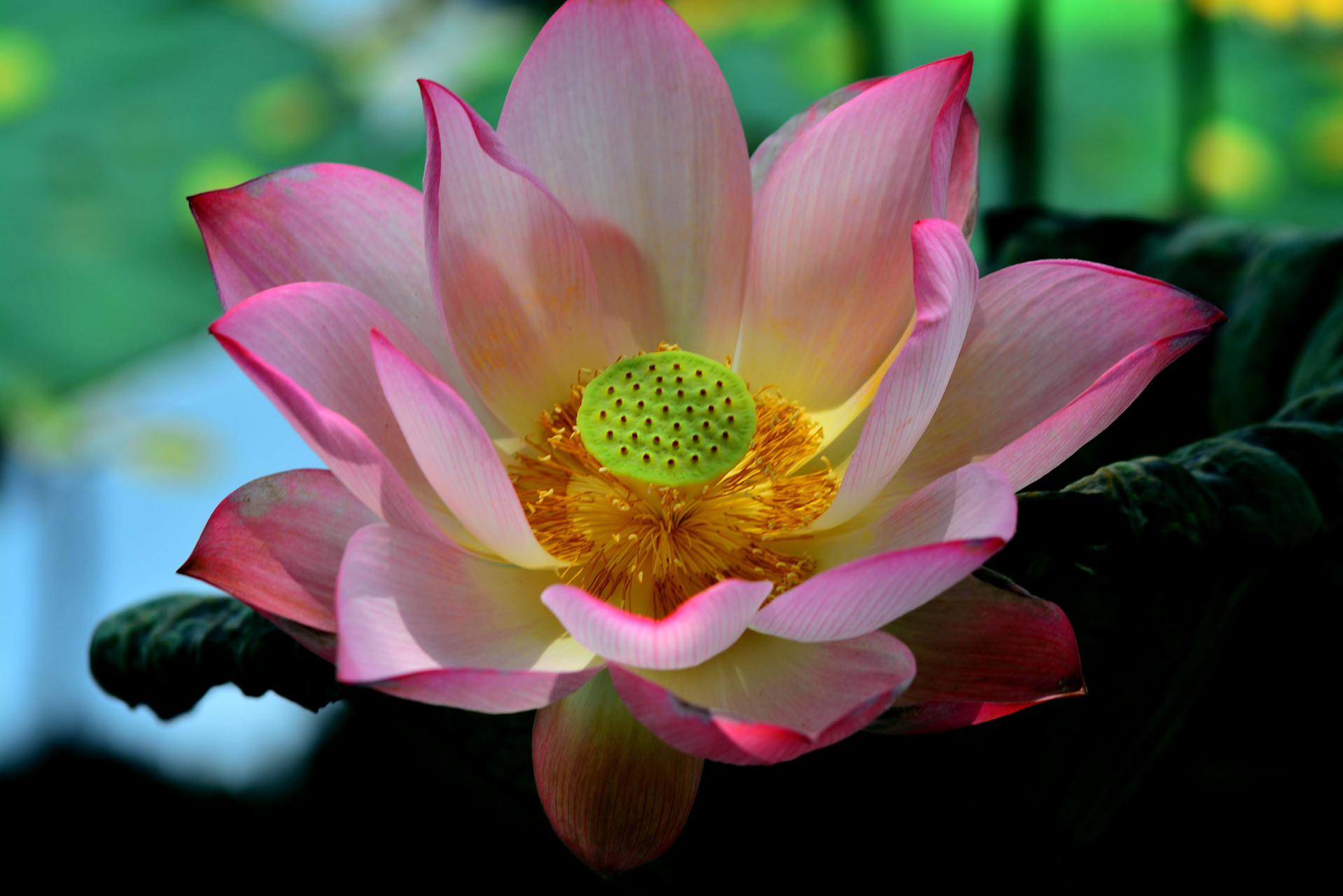 修禅的好处  修习了禅以后,自身的感受会起到巨大