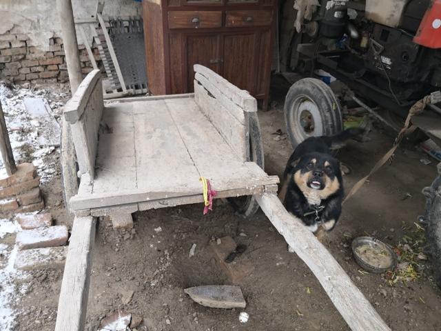 一辆木板车用了30多年,仍是老一辈庄稼人的"心头宝"