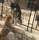 央视呼吁大家:文明遛狗,别让你的不小心害了狗狗的一生!