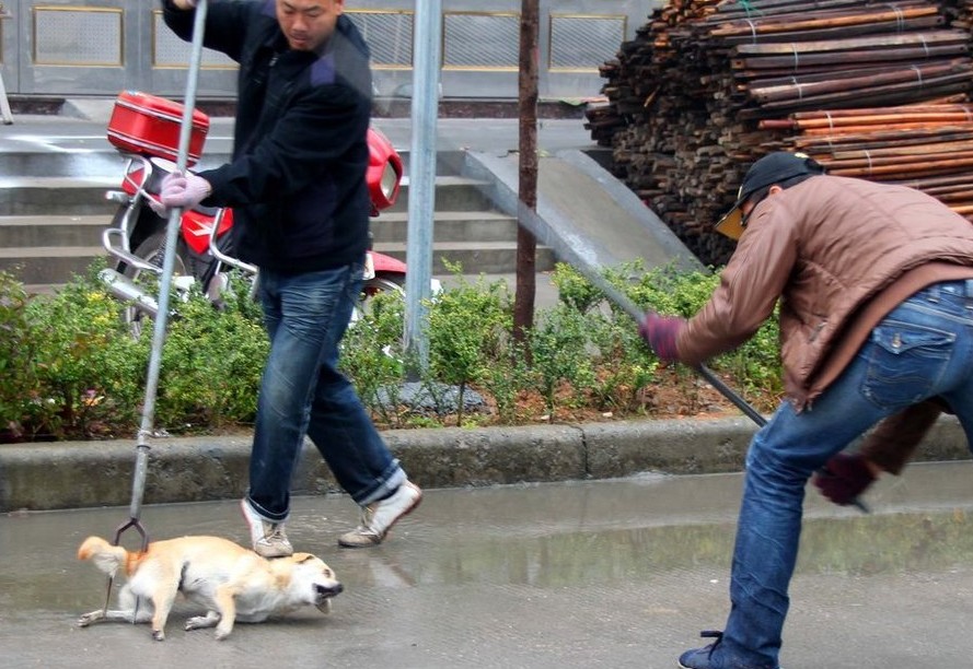 东莞一社区:捕杀流浪狗奖200元?该捕则捕,该杀当杀,但有话说