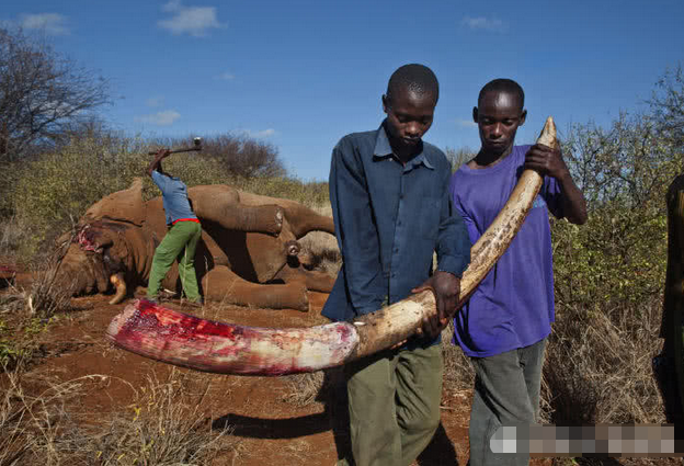 人类疯狂猎杀影响大象演化,非洲母象决定不长象牙了!