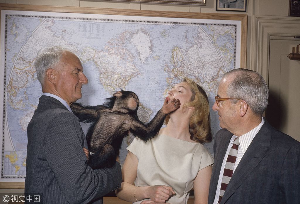 美国女科学家和大猩猩图片