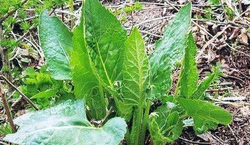 一种野白菜,农村常喂猪,却被城里人当有机菜,价格贵,营养足