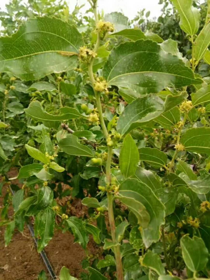 优质的和田红枣怎么来的?采摘时间掌握好,营养丰富口感好