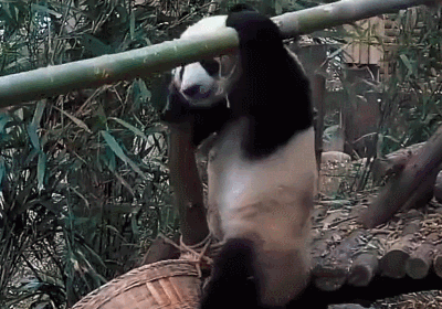 熊猫攀着根竹竿上窜下跳,难度系数极高,最后细一看网友不淡定了