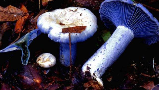 云南野生菌的尾巴,看看这段时间还有什么菌,你们都吃过吗?