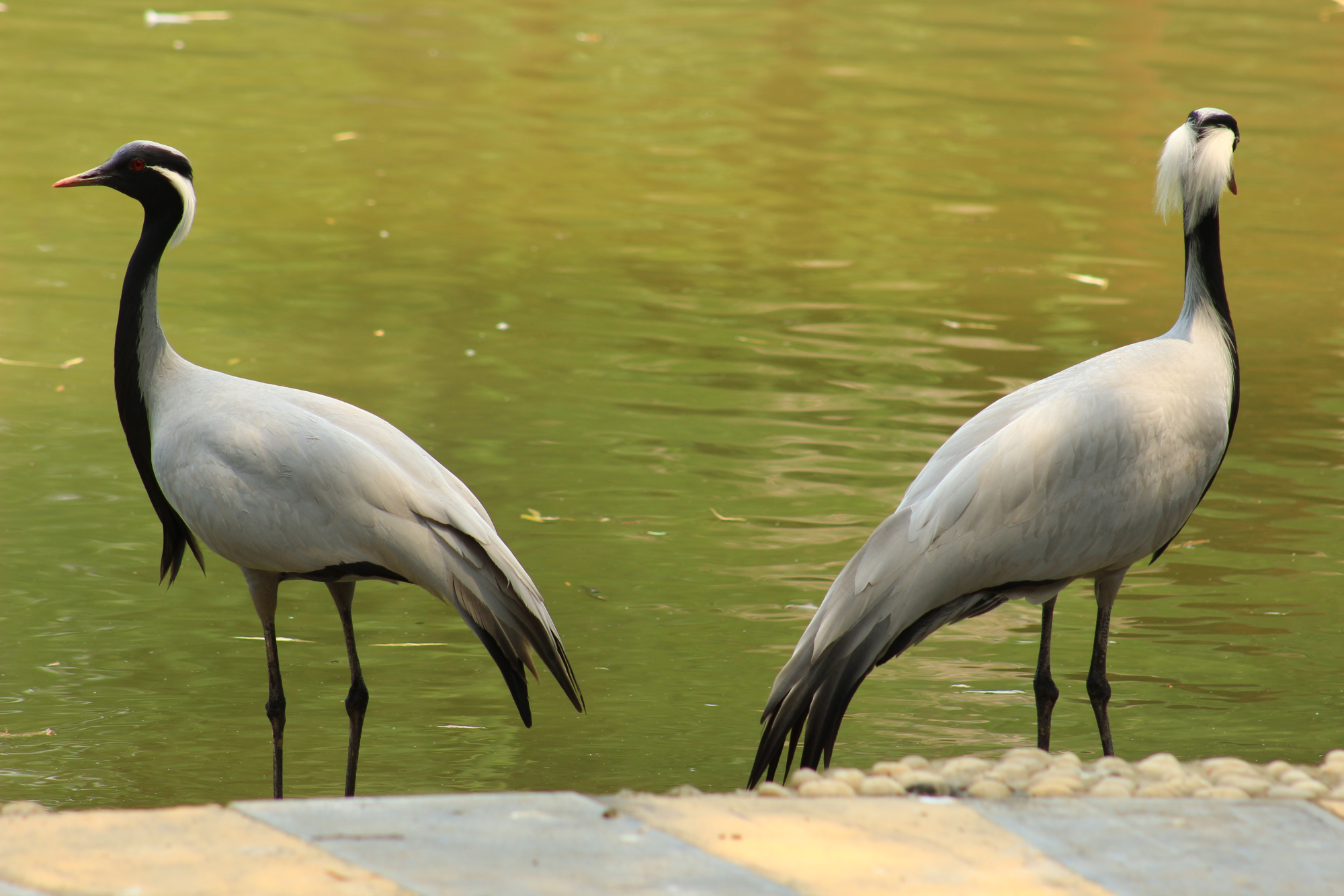 「好消息」漯河神州鸟园景区恢复开放