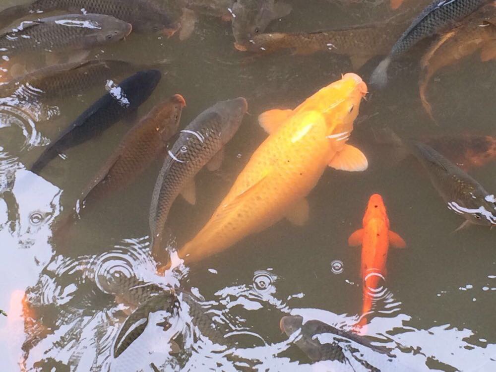 除了阿勒泰喀纳斯景区,大理崇圣寺三塔文化以外,这些景色真的很美的
