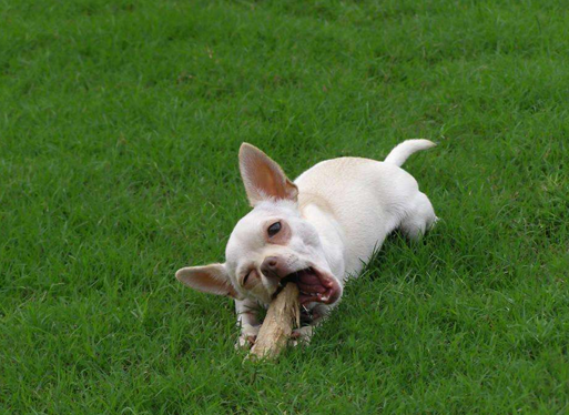 小型犬中扛把子——吉娃娃