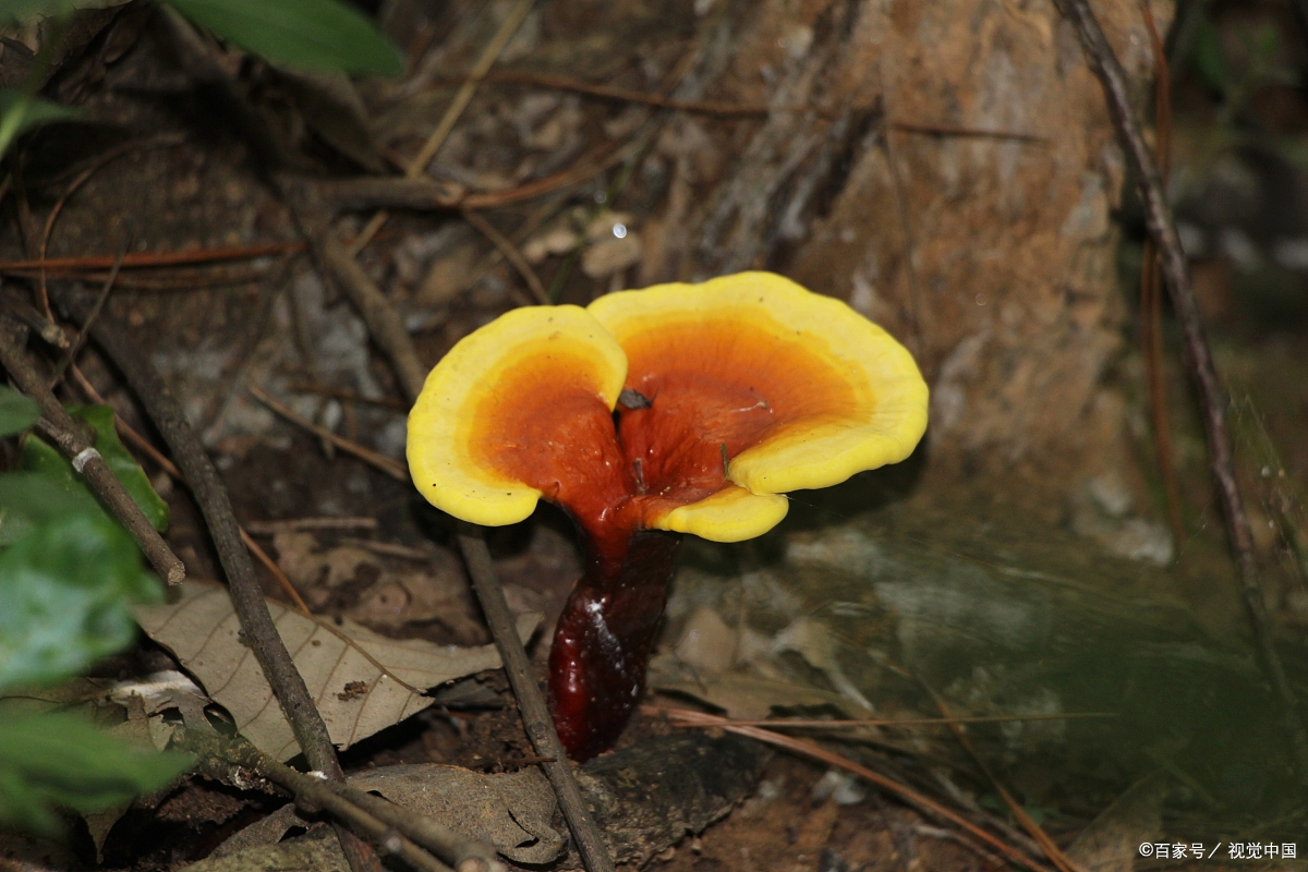 中药材对人体的奥秘!