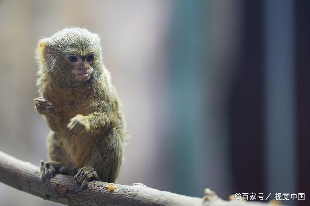 狨猴对色彩的识别,没有我们厉害,所有的雄性狨猴都是