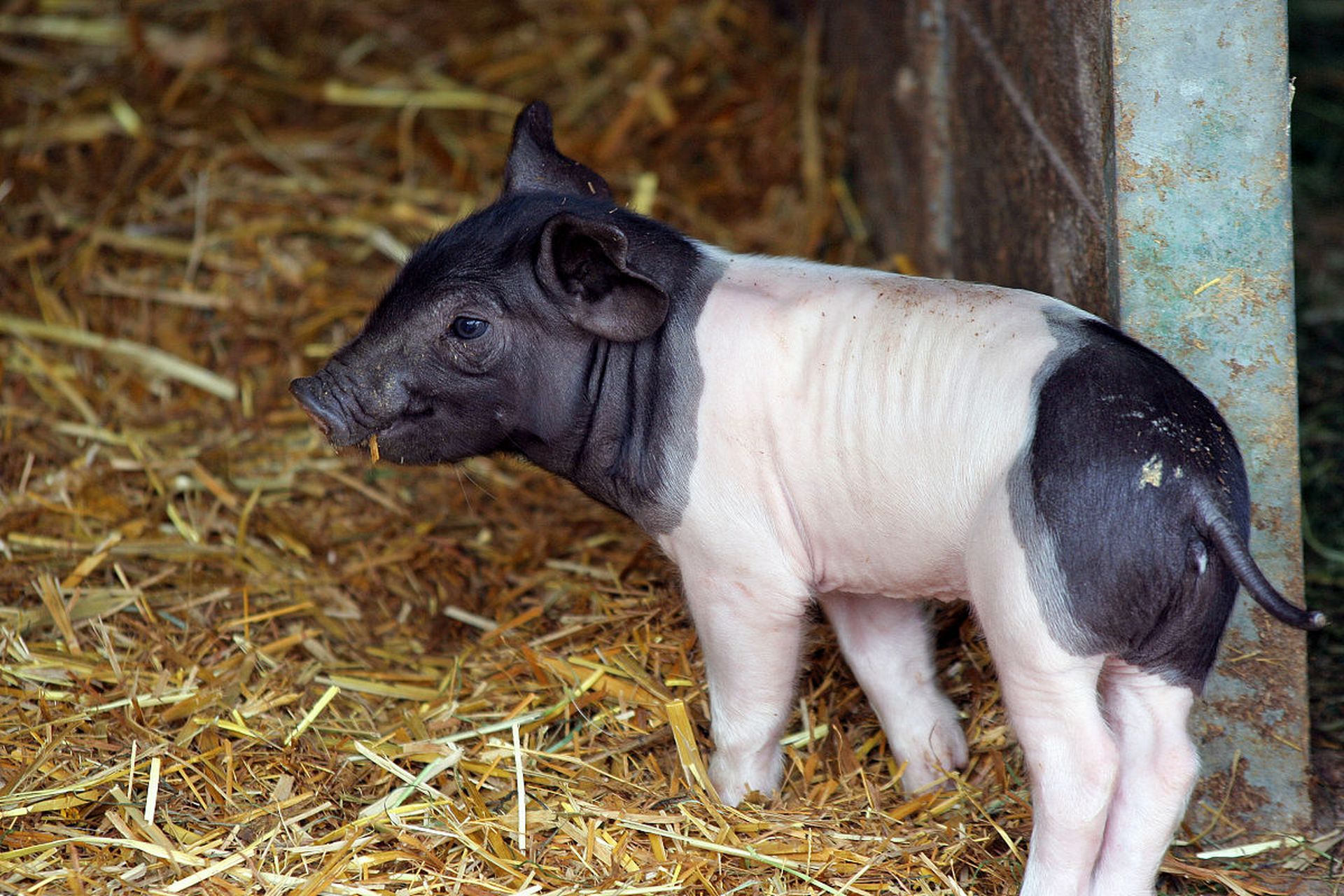 香猪养殖是一种养殖香猪的农业产业.