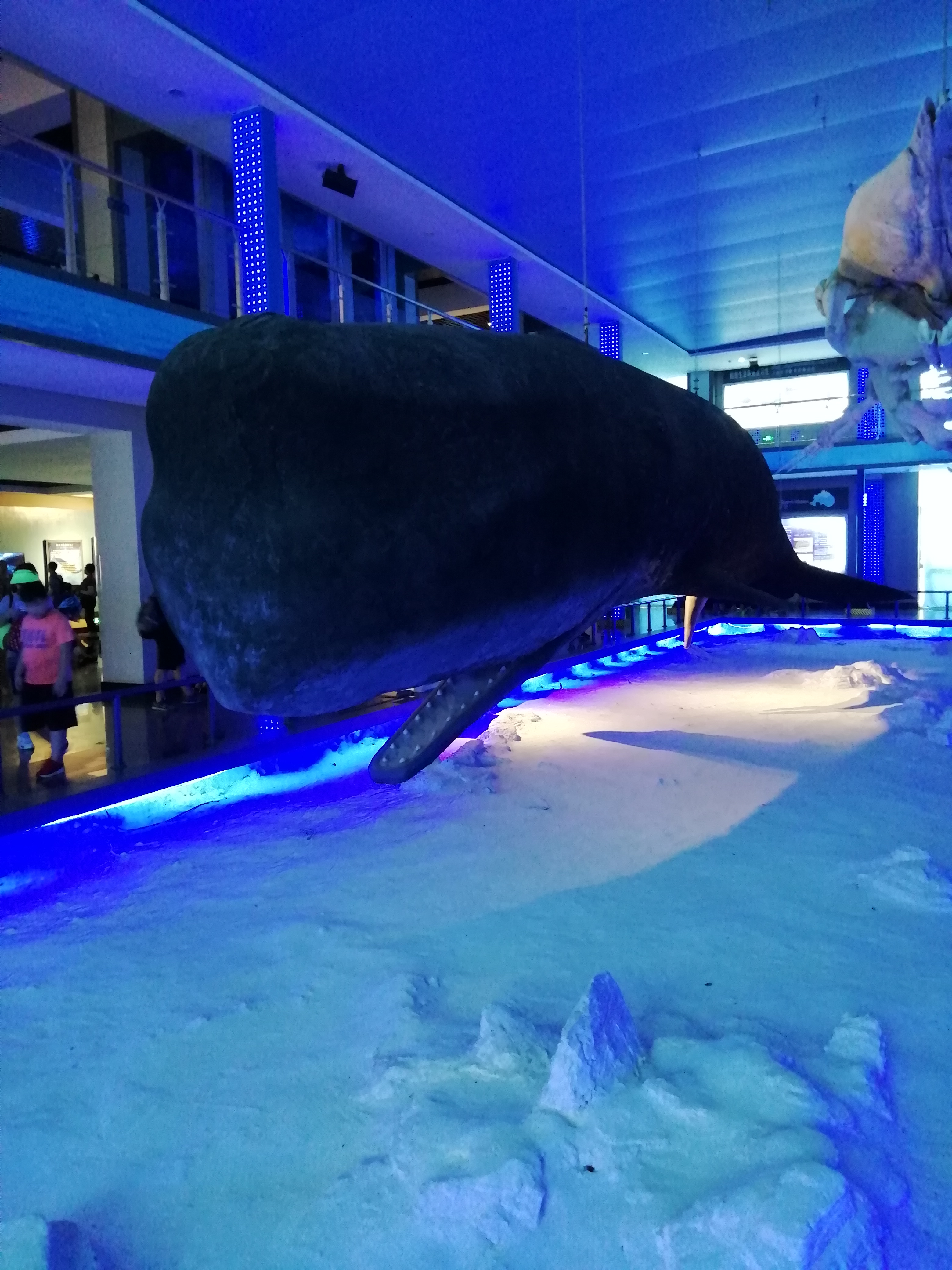 神奇的威海刘公岛鲸馆,有抹香鲸,还有世界最大的鱼!