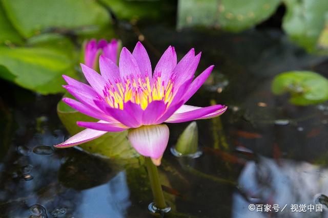 睡莲一般生长在池沼,湖泊中,果实在水中成熟