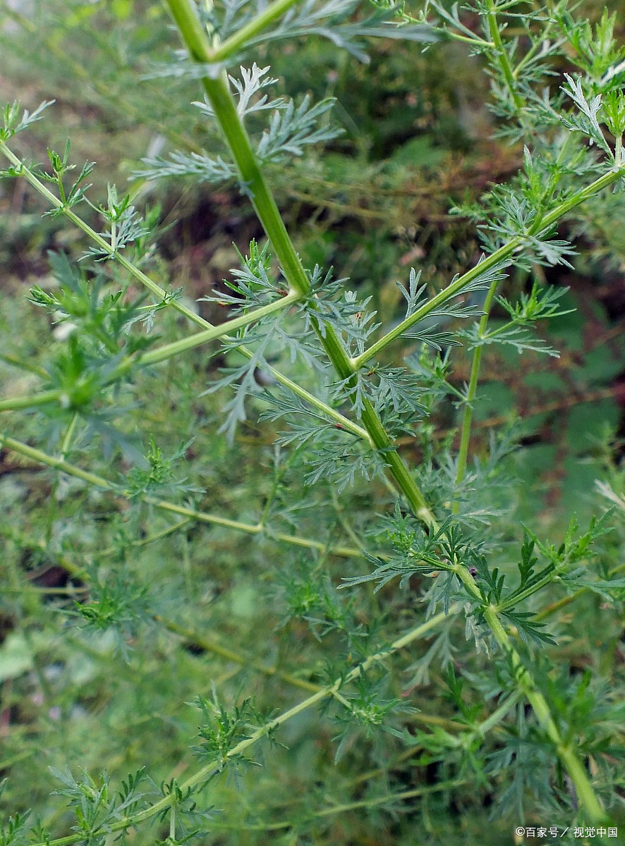 农村野草是中药,有三大功效,解暑,退热,截疟,价廉好用