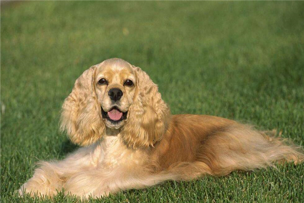 喂养英国可卡犬需要知道的事情