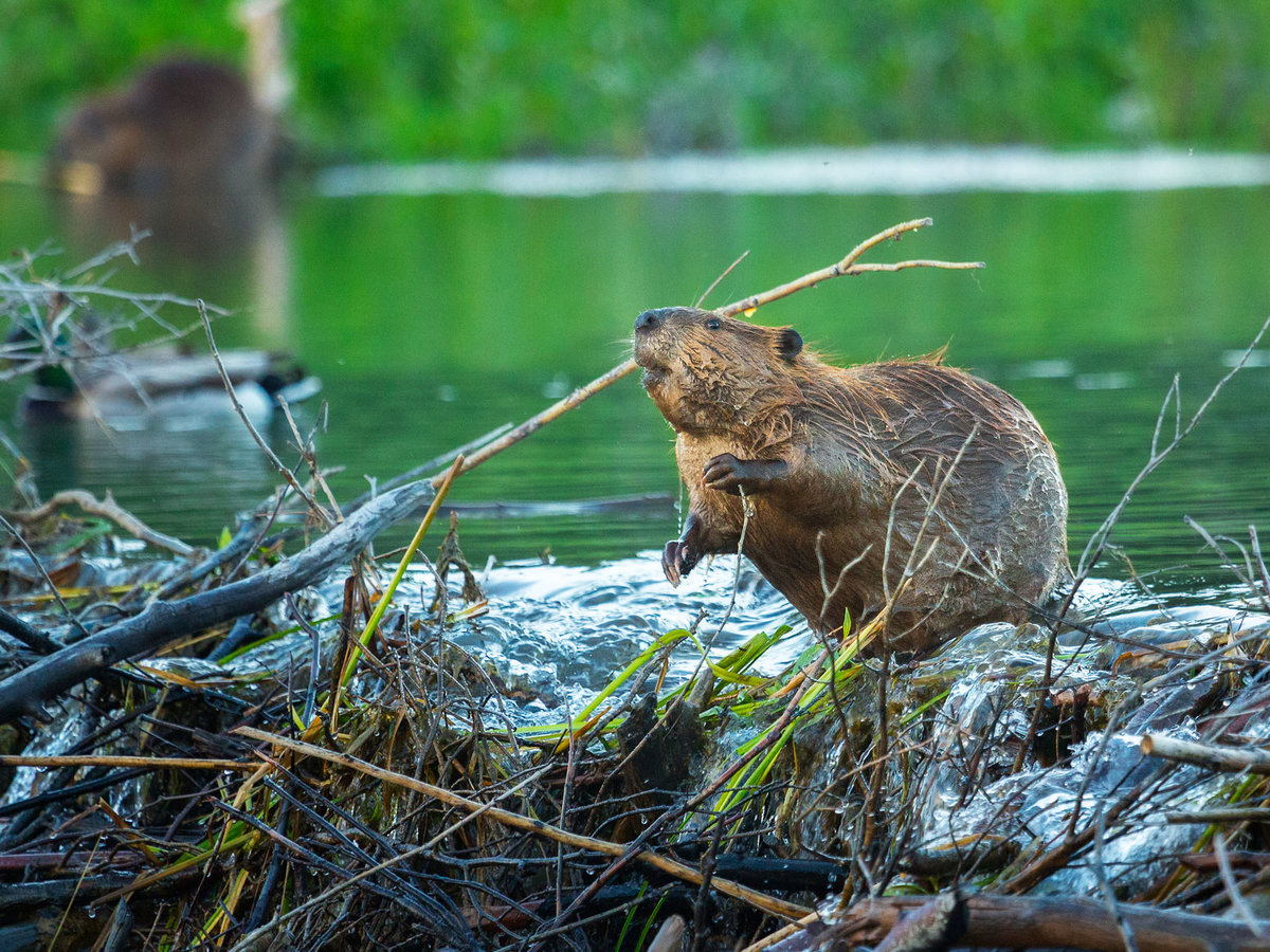 河狸的错与对:它修堤筑坝对生态有重要贡献,但也能危害公共安全