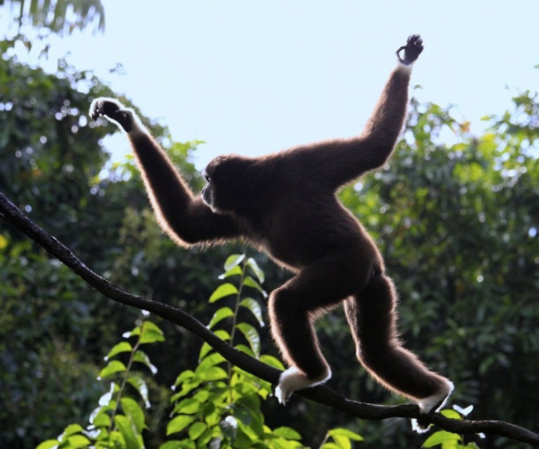 银白长臂猿:silver gibbon,濒危物种.