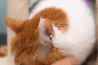 橘猫生下小奶猫,主人一只一只看过去,表情逐渐凝重