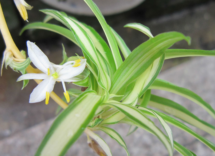 小霖说种植,从种子开始种植吊兰的方法