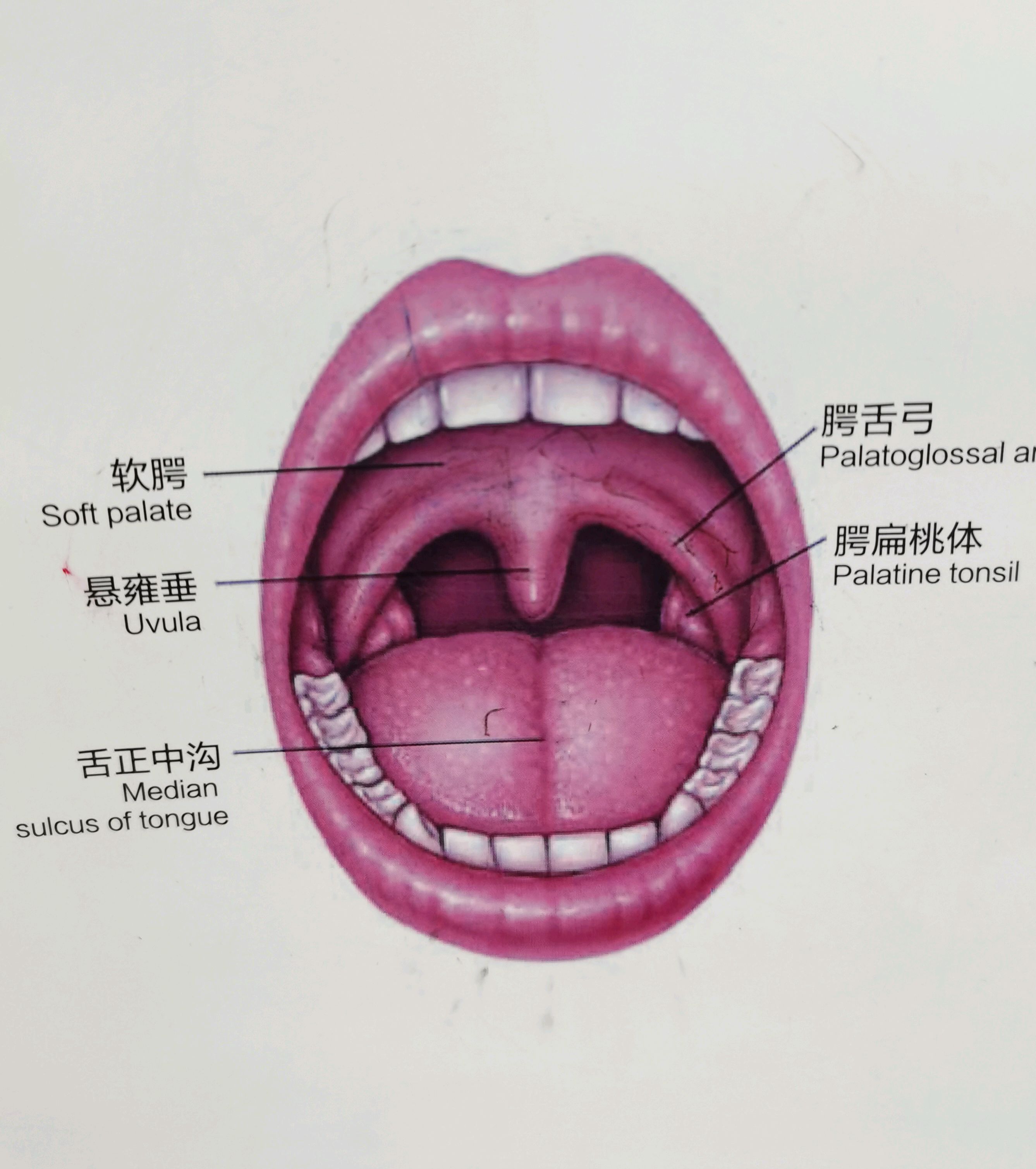 正常人的喉咙图图片