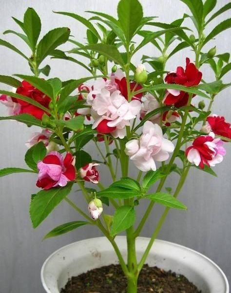 夏季就养这6种花,再热也不怕,越"晒"越茂盛,开花似花海!