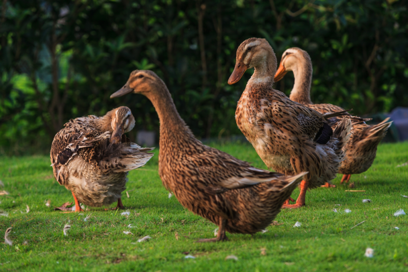 鸭这个部位,很多人嫌脏,但却是一"宝",是众多吃货的最爱!
