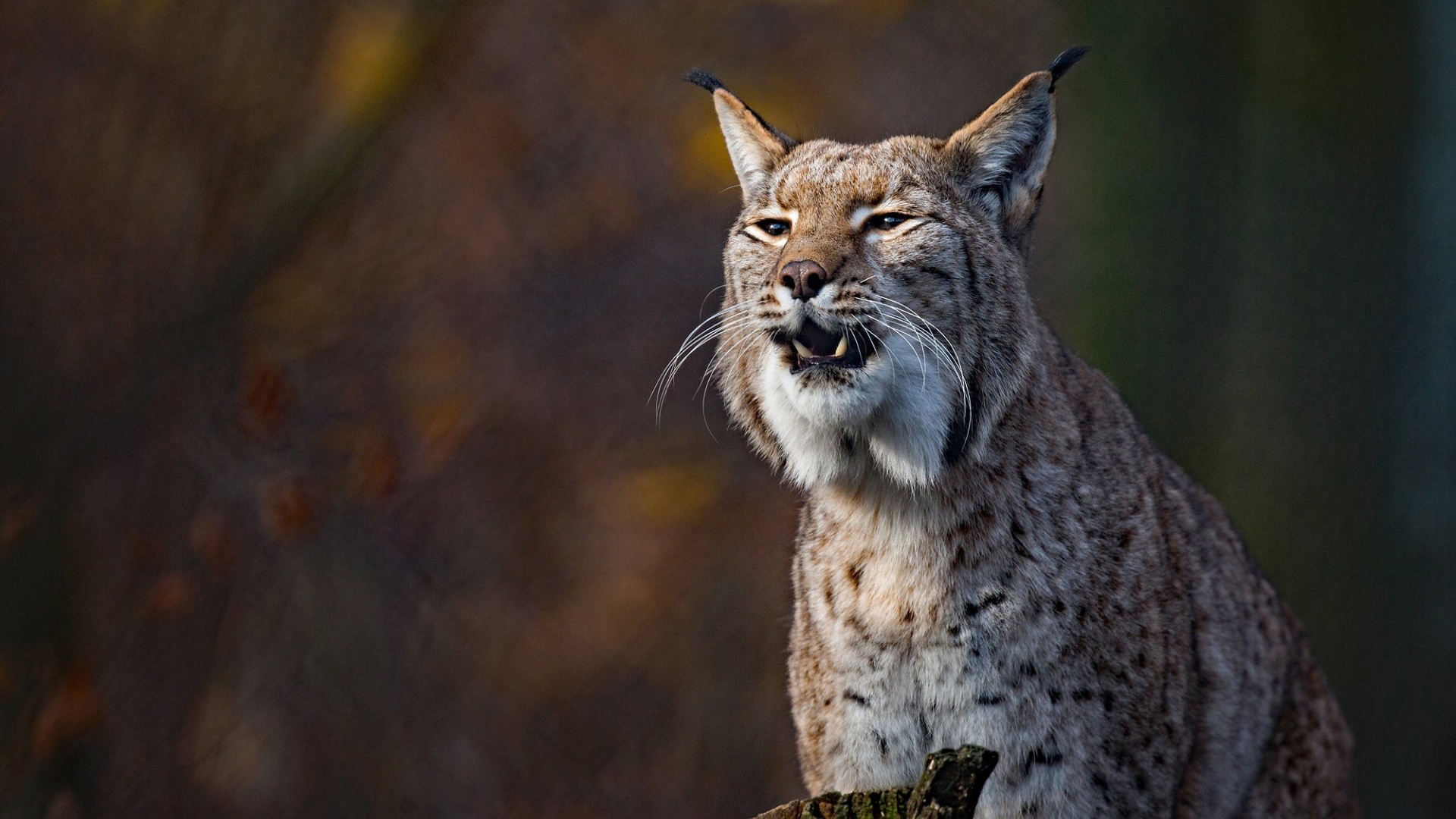 "大猫"猞猁高清宽屏桌面壁纸,分辨率:1920x1080