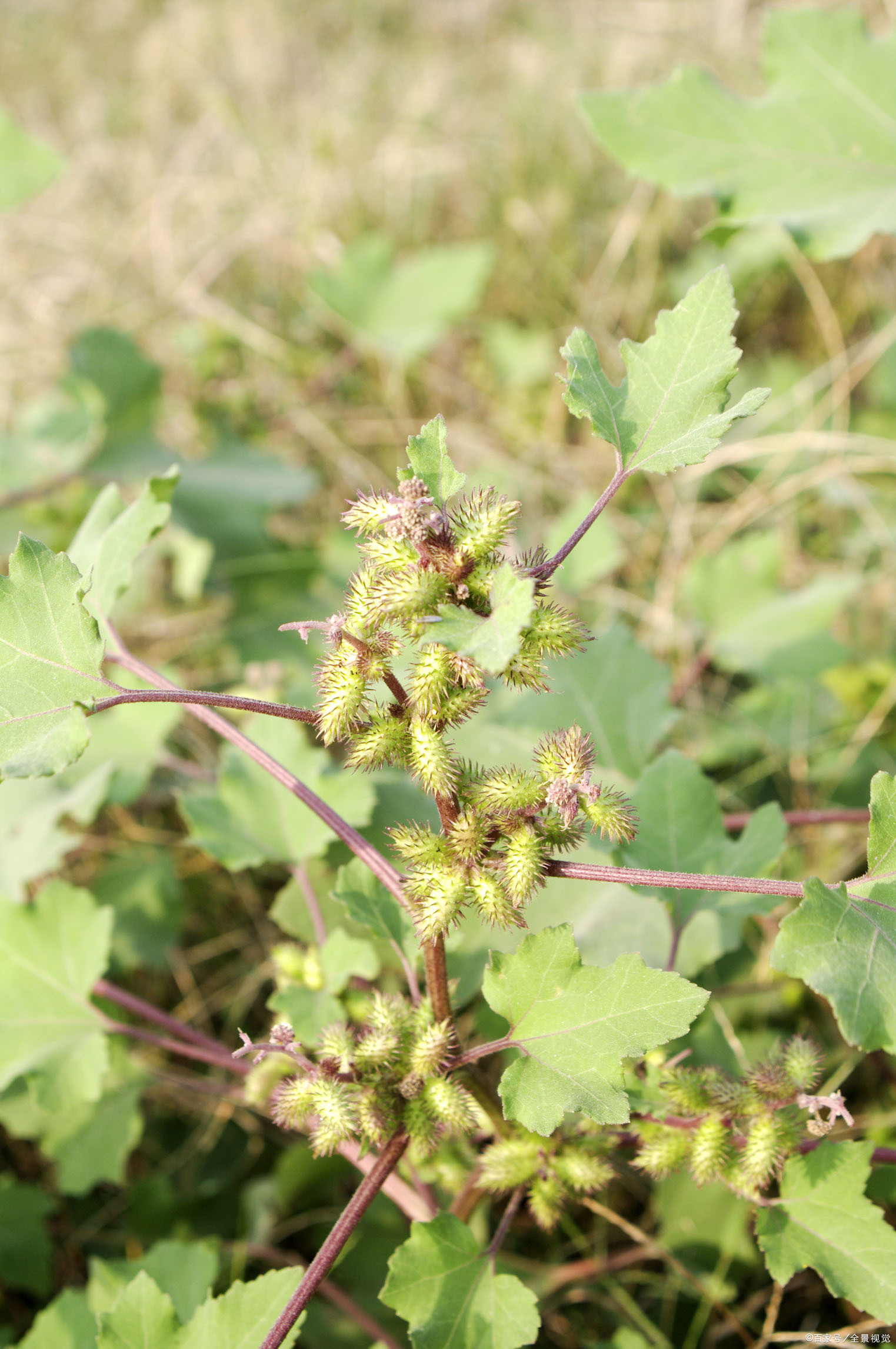 衣服 植物 - 2020年最新商品信息聚合专区 - 百度爱采购