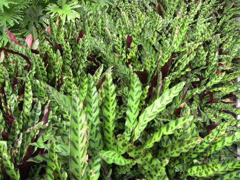 箭羽竹芋,一种奇特的植物,叶子特别漂亮!