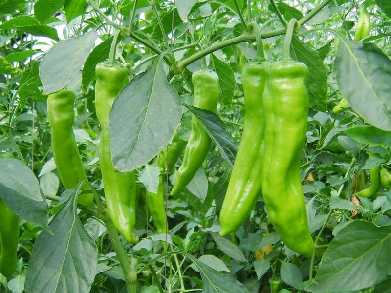 新岭说三农:辣椒种植并不难,日常田间管理要注意这些