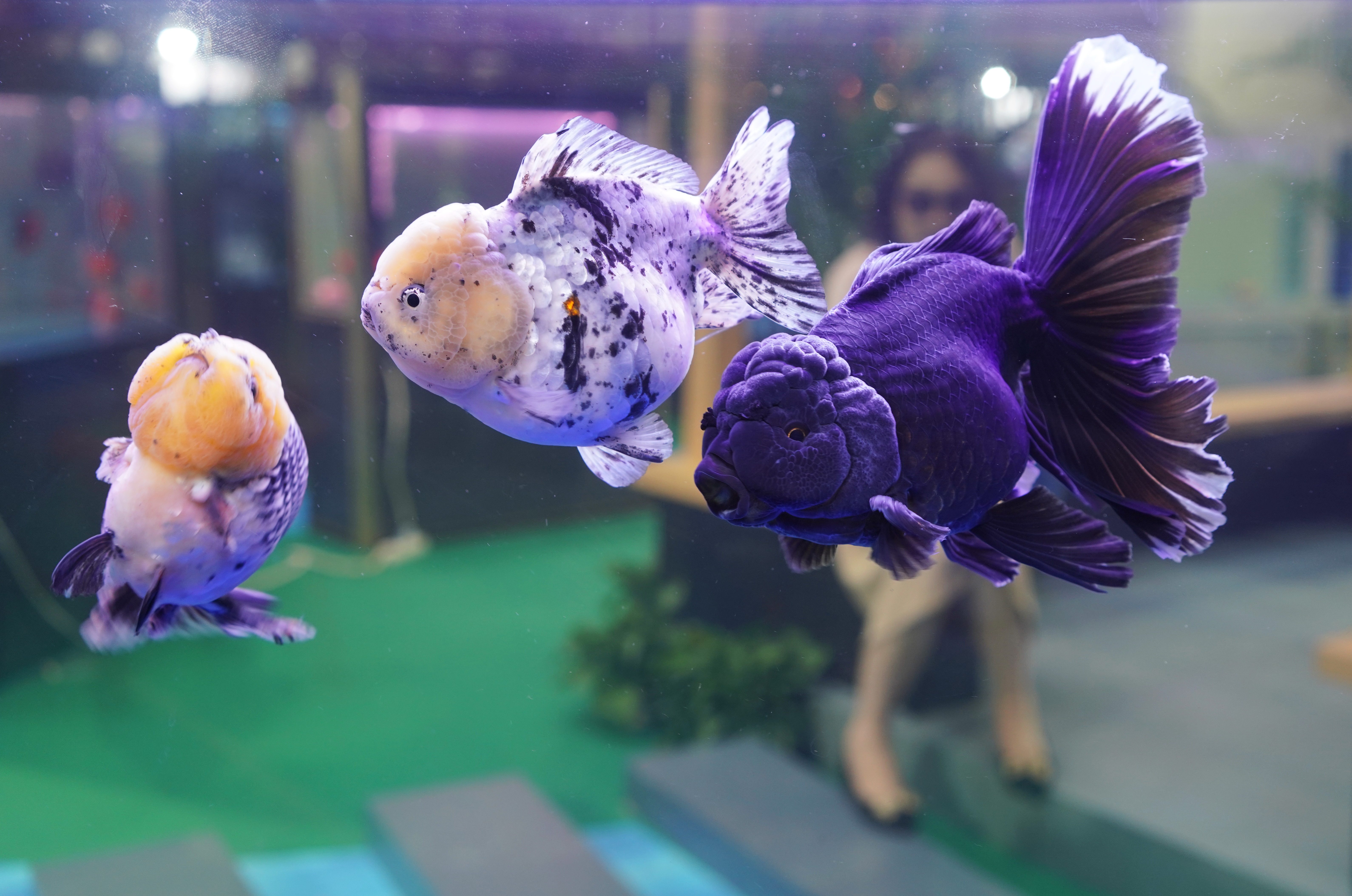 第二届中国(福州)世界金鱼大赛揭晓