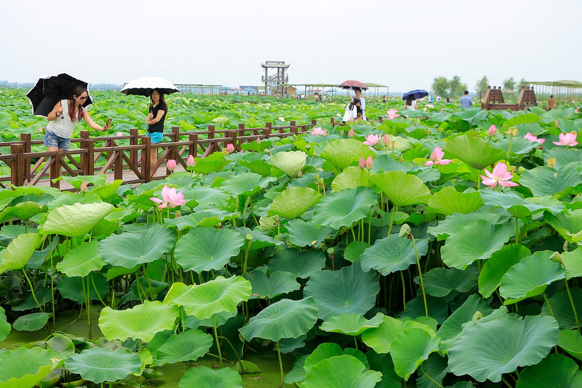 湖南旅游景点推荐# #湖南宝藏景点大全# 探秘君山野生荷花世界:万亩