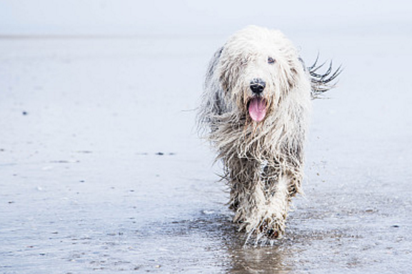 英国古代牧羊犬通常断尾或自然短尾,断尾:通常全部断尾.