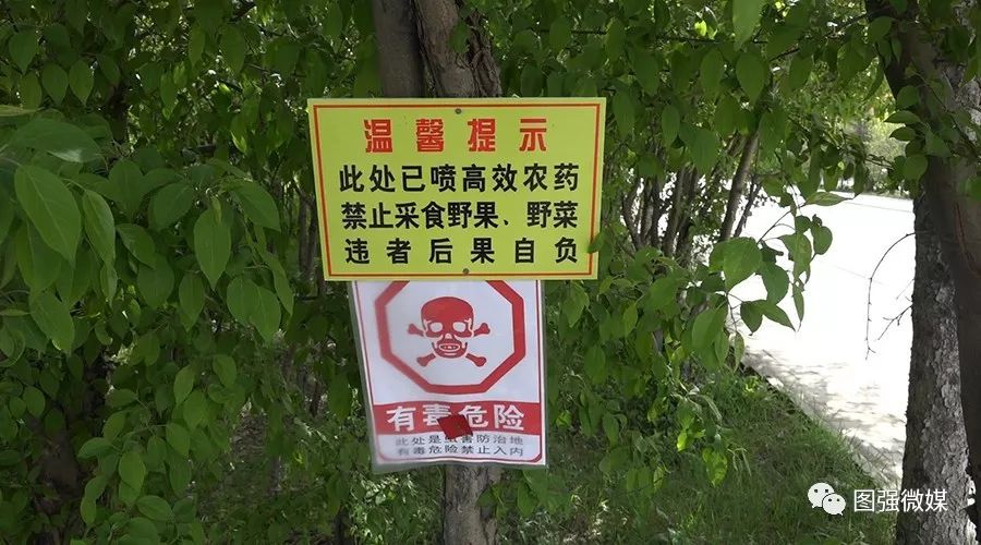 图强林业局森防站对街区绿化树木进行打药防虫